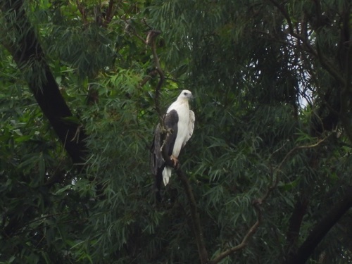 White Bellied Sea Eagle